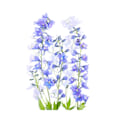 Pikkukuva 1 / 2: Delphinium MultiColor 50x70 cm