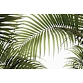 Miniatyrbild 1 av 2: Palm Leaves Foliage Photo 01 MultiColor 70x100 cm