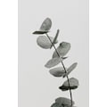 Miniatyrbillede 1 af 2: Eucalyptus Natural 06 MultiColor 50x70 cm