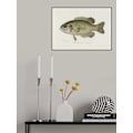 Miniatyrbild 1 av 2: Rock Bass (Ambloplites Rupestris) By Sherman F. Denton (1856 1937) MultiColor 21x30 cm