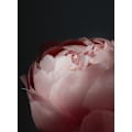 Miniatyrbillede 1 af 2: Moody Blush Peony Ii MultiColor 50x70 cm