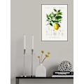 Pikkukuva 1 / 2: Lemon (Citrus Limonium) MultiColor 50x70 cm
