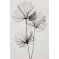 Miniatyrbillede 1 af 2: Transparent Botanic No 3 MultiColor 30x40 cm