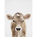 Miniatyrbillede 1 af 2: Peekaboo Baby Cow MultiColor 70x100 cm