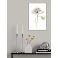 Pikkukuva 2 / 2: Simply Astrantia MultiColor 50x70 cm