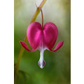 Miniatyrbild 1 av 2: Bleeding Heart MultiColor 21x30 cm