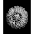 Miniatyrbilde 1 av 2: Ringblomst MultiColor 50x70 cm