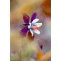 Miniatyrbillede 1 af 2: Columbine MultiColor 50x70 cm