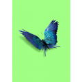 Miniatyrbild 1 av 2: Parrot Butterfly MultiColor 21x30 cm