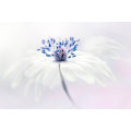 Miniatyrbillede 1 af 2: Anemone Blanda MultiColor 70x100 cm