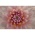 Miniatyrbilde 1 av 2: Blush MultiColor 30x40 cm