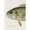Miniatyrbillede 2 af 2: Rock Bass Crop MultiColor 30x40 cm