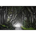 Miniatyrbild 2 av 2: Dark Hedges MultiColor 21x30 cm