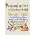Miniatyrbillede 2 af 2: Svampeplakat MultiColor 21x30 cm