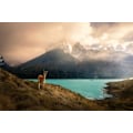 Miniatyrbillede 2 af 2: Alpaca At Torres Del Paine Ii MultiColor 50x70 cm