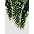 Miniatyrbild 1 av 2: Palm Leaf Ii MultiColor 21x30 cm
