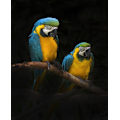 Miniatyrbillede 1 af 2: Macaw Parrots MultiColor 50x70 cm