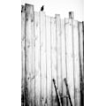 Miniatyrbilde 2 av 2: Freed MultiColor 70x100 cm