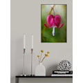 Miniatyrbild 2 av 2: Bleeding Heart MultiColor 21x30 cm