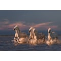 Pikkukuva 2 / 2: Angels Of Camargue MultiColor 30x40 cm