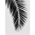 Miniatyrbild 1 av 2: Palm Leaf Black A White I MultiColor 21x30 cm