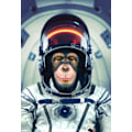 Miniatyrbillede 2 af 2: Astromonkey MultiColor 21x30 cm