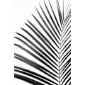 Pikkukuva 1 / 2: Bw Palm Leaf MultiColor 50x70 cm