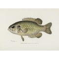 Miniatyrbild 2 av 2: Rock Bass (Ambloplites Rupestris) By Sherman F. Denton (1856 1937) MultiColor 21x30 cm