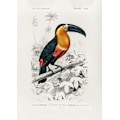 Pikkukuva 1 / 2: Tukan (Ramphastos) MultiColor 50x70 cm