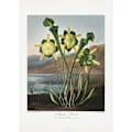 Miniatyrbild 2 av 2: Pitcher Plant From The Temple Of Flora (1807) MultiColor 30x40 cm