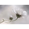 Pikkukuva 2 / 2: Simply Cosmos MultiColor 70x100 cm