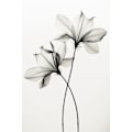 Miniatyrbild 1 av 2: Transparent Botanic No 6 MultiColor 70x100 cm