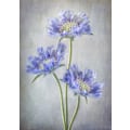 Pikkukuva 2 / 2: Scabiosa MultiColor 21x30 cm