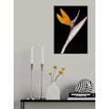 Miniatyrbild 2 av 2: Bird Of Paradise MultiColor 70x100 cm