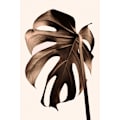 Miniatyrbillede 1 af 2: Monstera Gold MultiColor 50x70 cm