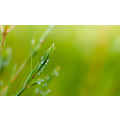 Pikkukuva 2 / 3: Melaleuca alternifolia ( Tea tree-olja) - Eterisk olja
