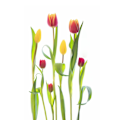 Miniatyrbillede 1 af 2: Tulipaner MultiColor 70x100 cm
