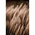Pikkukuva 1 / 2: Grass 16 MultiColor 21x30 cm