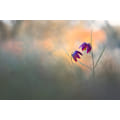 Pikkukuva 1 / 2: Kevät Danse MultiColor 70x100 cm