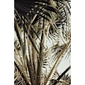 Pikkukuva 1 / 2: Palmblad_006 MultiColor 21x30 cm
