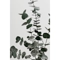 Miniatyrbild 1 av 2: Eucalyptus Natural 07 MultiColor 70x100 cm