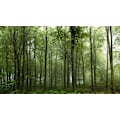 Miniatyrbilde 2 av 2: Forest... MultiColor 70x100 cm