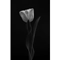 Miniatyrbillede 1 af 2: Tulipan MultiColor 70x100 cm