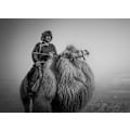 Miniatyrbild 2 av 2: Farmer And His Camel MultiColor 50x70 cm