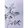 Miniatyrbillede 1 af 2: Eucalyptus 13 MultiColor 21x30 cm