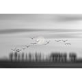 Miniatyrbild 2 av 2: Flying Free! MultiColor 21x30 cm