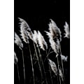 Pikkukuva 1 / 2: Grass 4 MultiColor 50x70 cm