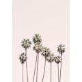 Pikkukuva 2 / 2: Blush Palms MultiColor 70x100 cm