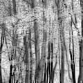 Pikkukuva 1 / 2: El Bosque MultiColor 70x100 cm