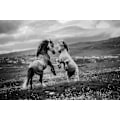 Miniatyrbild 1 av 2: Wild And Free MultiColor 70x100 cm